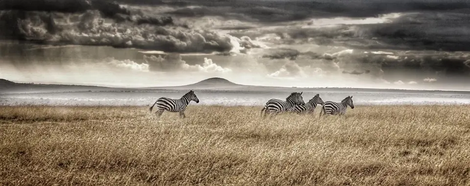 Intercept Technology™ - The Likeness of Corrosion to Zebras.