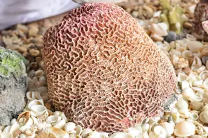 Intercept Technology™ – Protective Film Akin To Coral Surface Structure