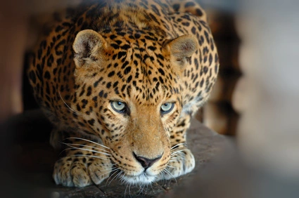 Intercept Technology™ - The Wild Animal Sanctuary.